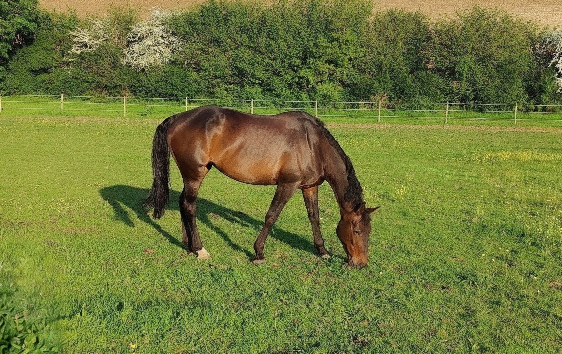 Brown horse grazing in a green field with trees and fields in the background