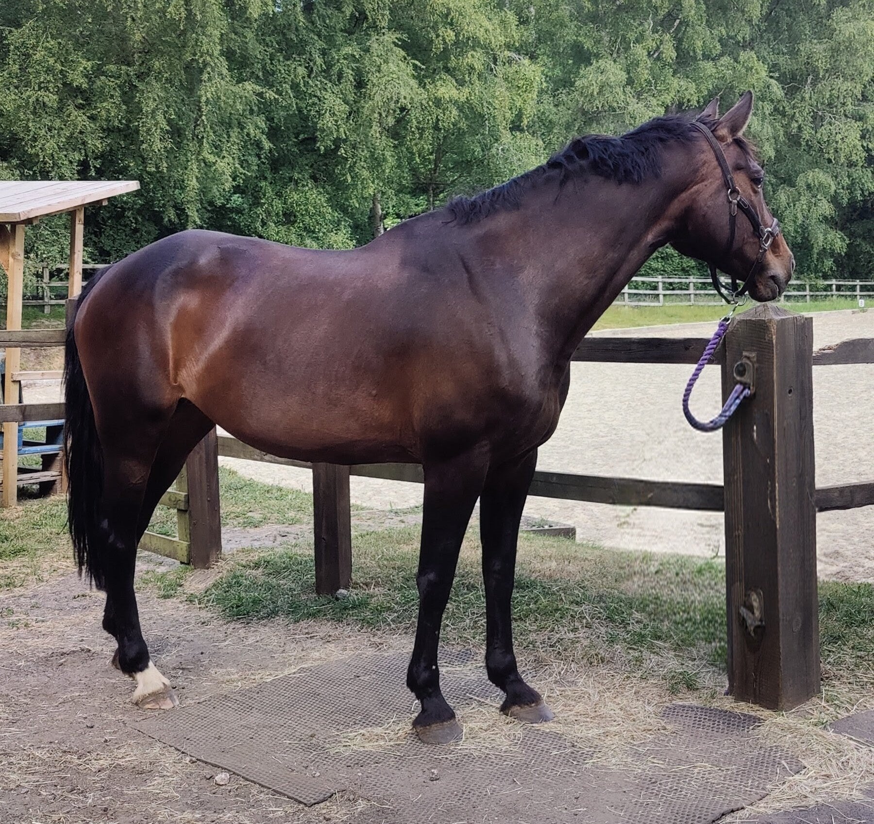 Brown horse standing next to a wooden fence with trees in the background