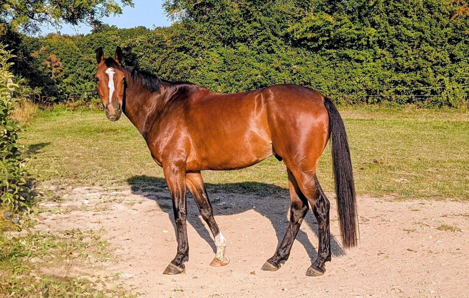 Brown horse standing on a dirt path with greenery in the background
